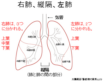 縦隔嚢胞ってご存知ですか。胸の中心にある左右の肺の間にある空間にできる、液状の分泌物が袋状に貯まる病態のことです。